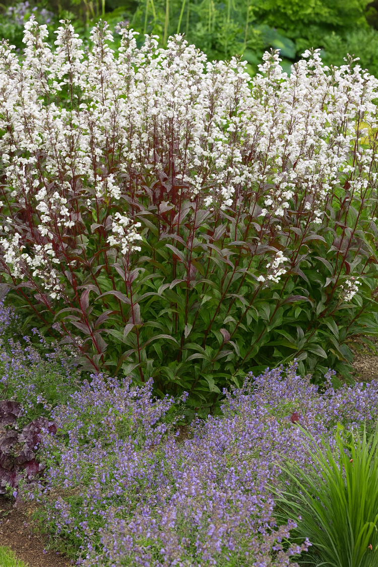 PENSTEMON ‘pokahontas’ / Penstemon ‘Pocahontas’