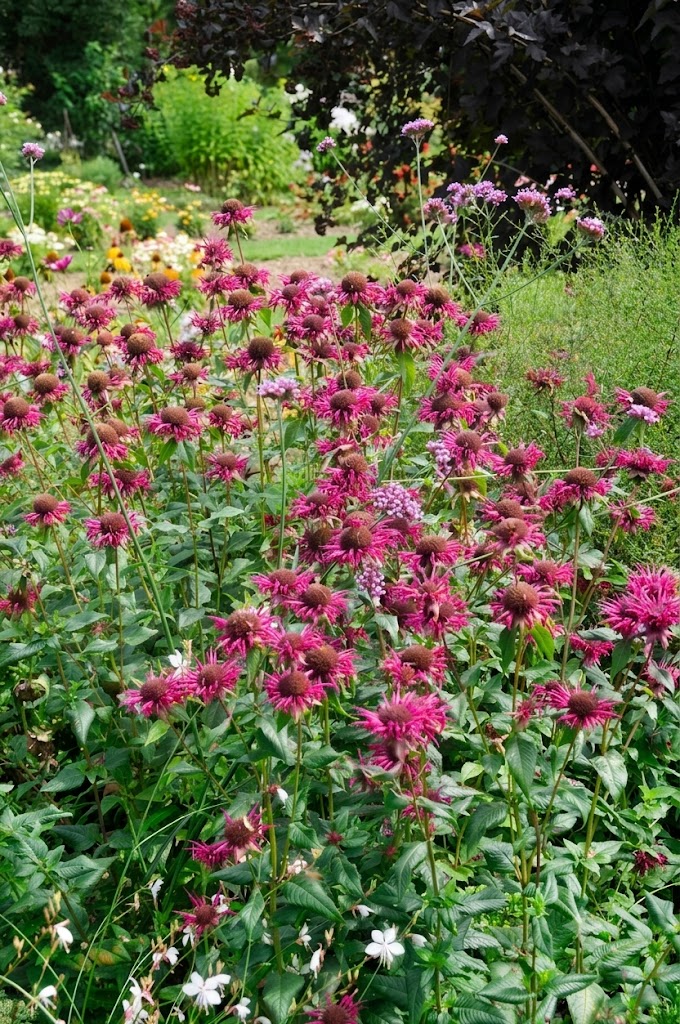 MONARDA ‘bihter gelin’ / Monarda ‘Gewitterwolke’