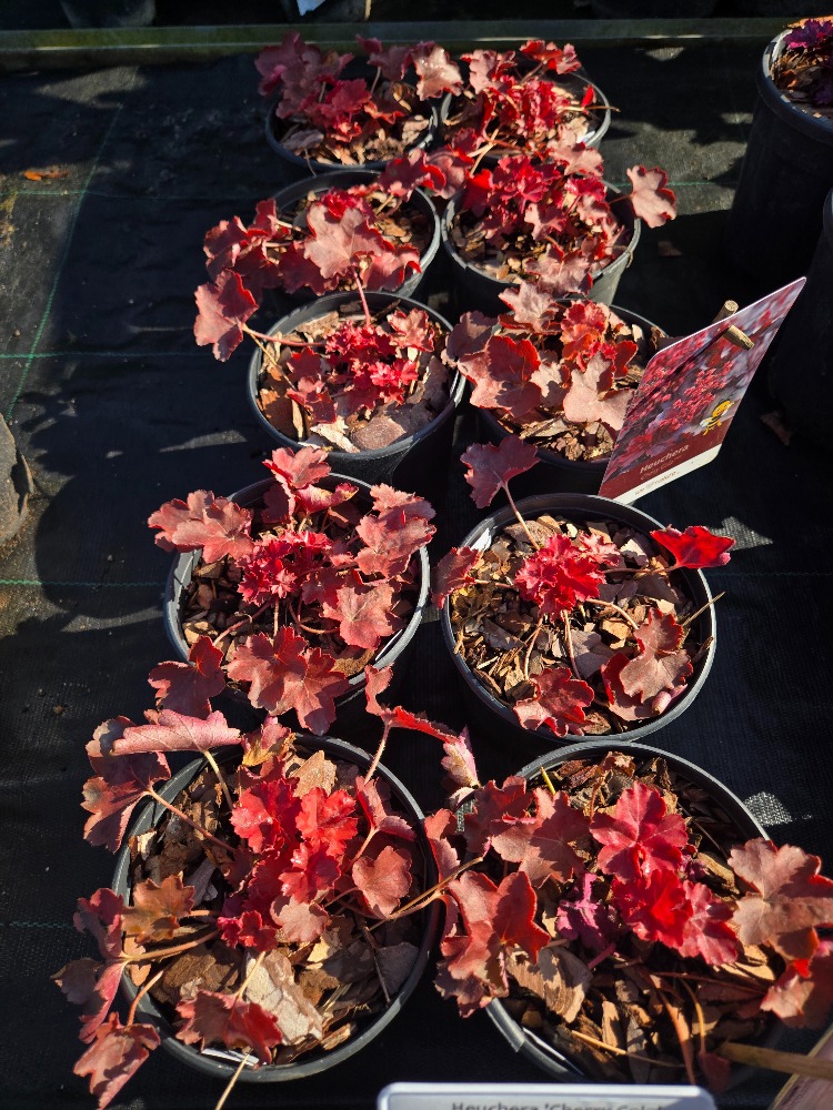 HÖKERA ‘kiraz suyu’ / Heuchera ‘Cherry Cola’