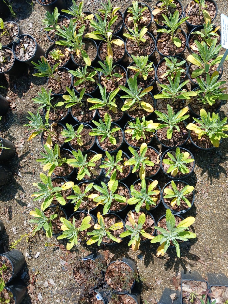 ŞEBBOY - MATİYOLA ‘ton ton stok’ / Matthiola incana ‘Brompton Stock Mixed’