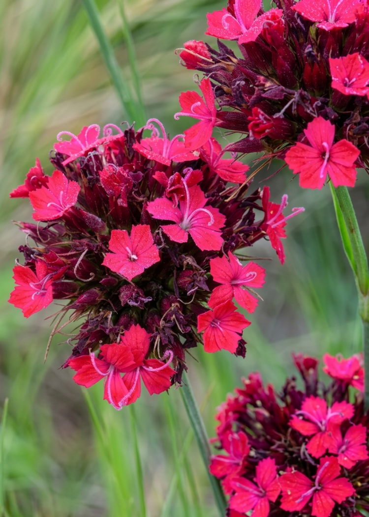 KAN KARANFİLİ / Dianthus cruentus / *Türkiye Bitkisi