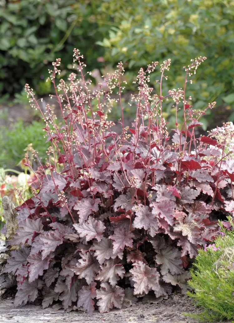 HÖKERA ‘sönen ateş’ / Heuchera ‘Melting Fire’