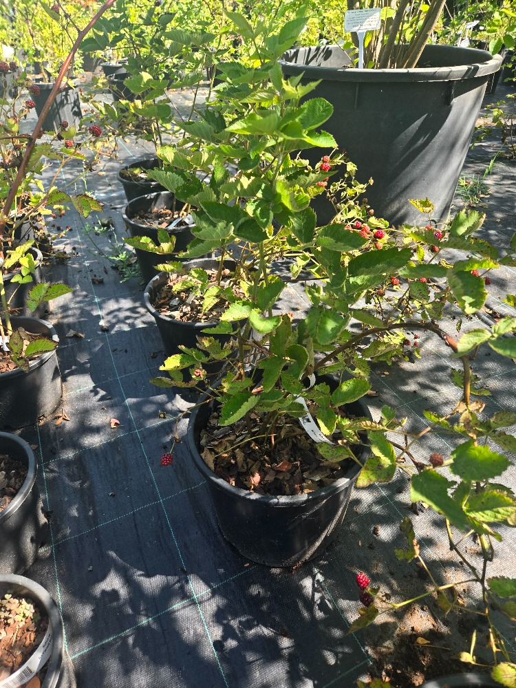İRİ TANELİ BÖĞÜRTLEN / Rubus spp.