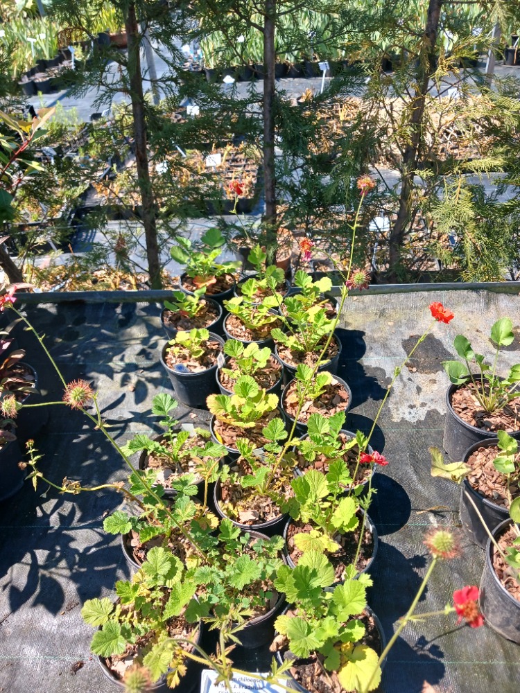 CEYUM ‘bayan bradşav’ / Geum chiloensis ‘Mrs. Bradshaw’’