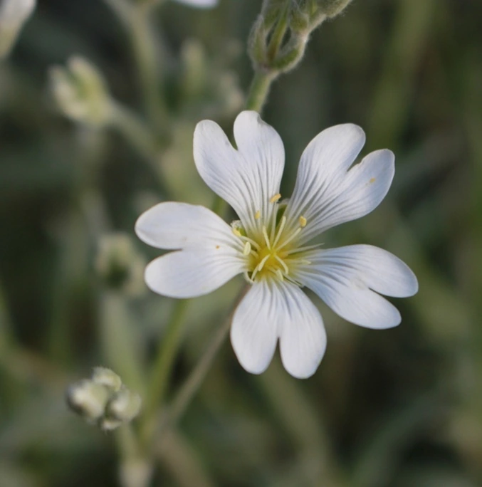 BEYAZ FARE DİŞİ /  Cerastium tomentosum