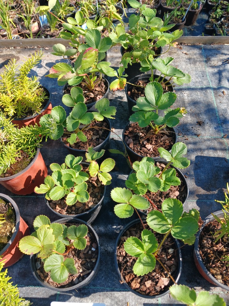 ALP ÇİLEĞİ / Fragaria vesca