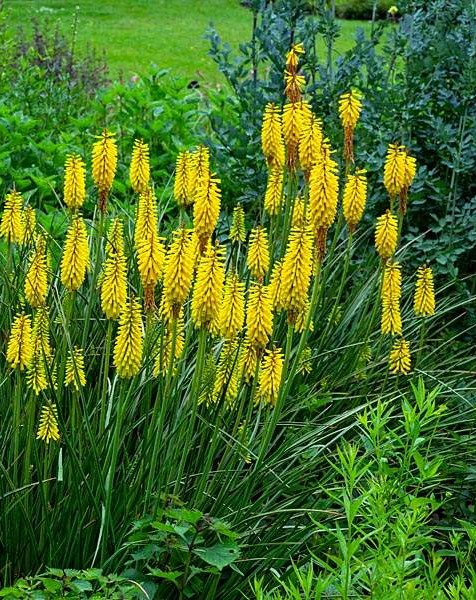 FENER ÇİÇEĞİ ‘güneşli gün sarısı’ / Kniphofia ‘Sunningdale Yellow’