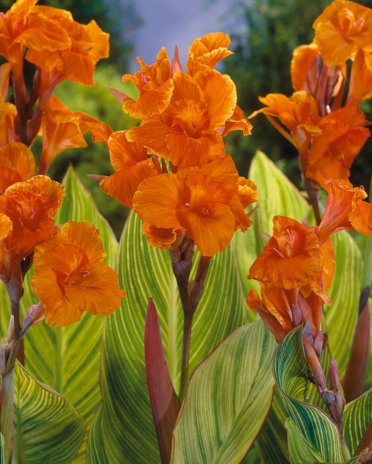 SARI ALACA YAPRAKLI PRETORYA KANA / Canna ‘Pretoria’