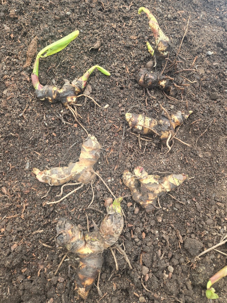 SARI ALACA YAPRAKLI PRETORYA KANA / Canna ‘Pretoria’