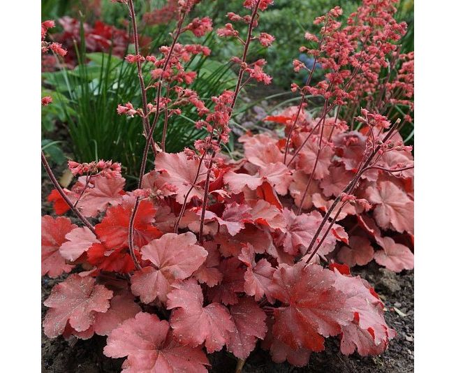 HÖKERA ‘kiraz suyu’ / Heuchera ‘Cherry Cola’