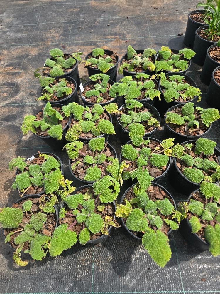 GÜMÜŞİ ADAÇAYI / GÜMÜŞİ SALVİYA - Salvia argentea