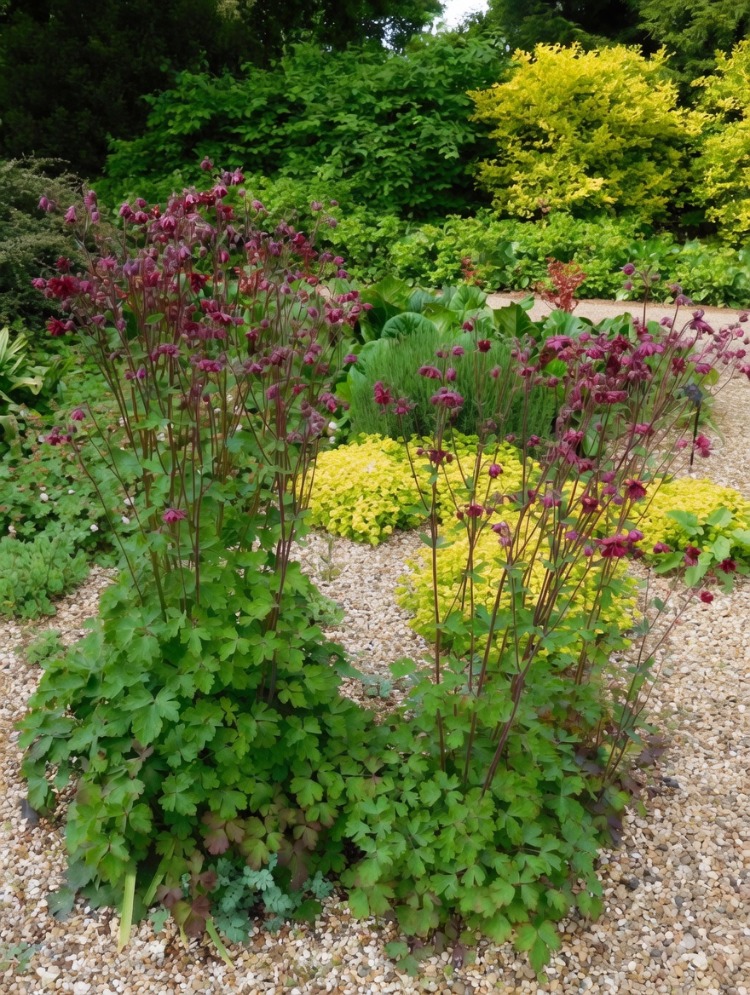 YAKUT HASEKİ KÜPESİ / Aquilegia vulgaris var. stellata ‘Ruby Port’