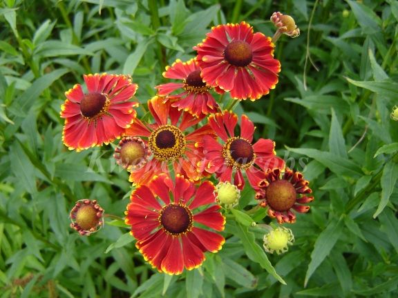 HELENYUM ‘serenat’ / Helenium ‘Serenade’