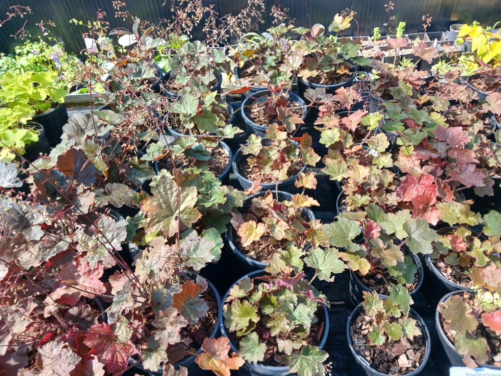 HÖKERA ‘sönen ateş’ / Heuchera ‘Melting Fire’