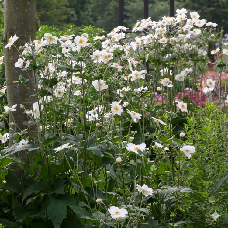JAPON – ORMAN ANEMONU ‘onur’un kaşığı’ / Anemone ‘Honorine Jobert’