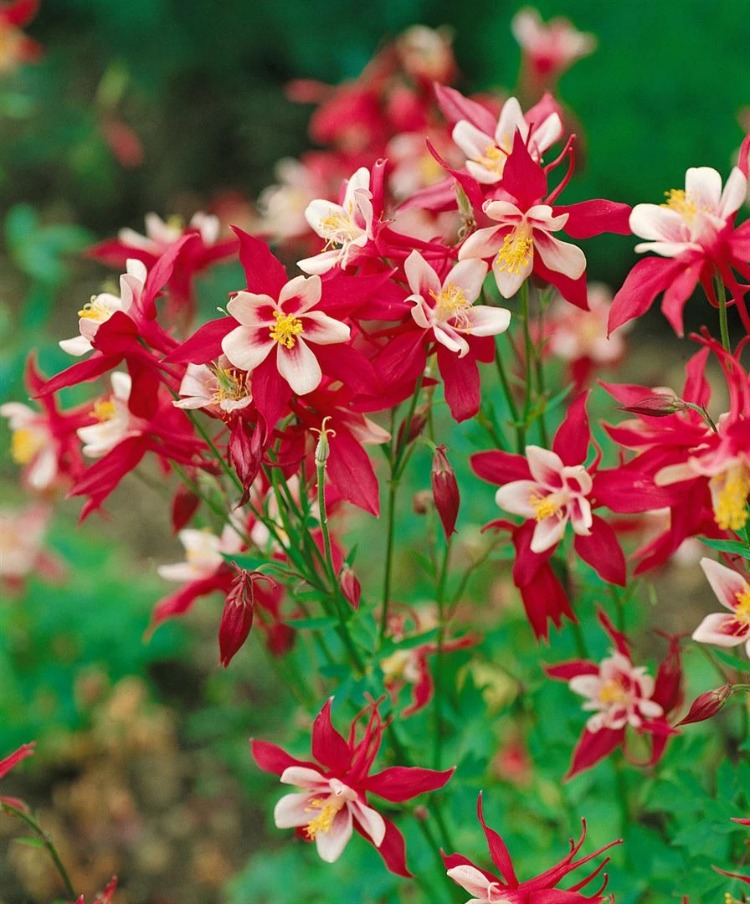 DAĞ HASEKİ KÜPESİ ‘kırmızı yıldız’ / Aquilegia caerulea-hybrida ‘Rotstern’