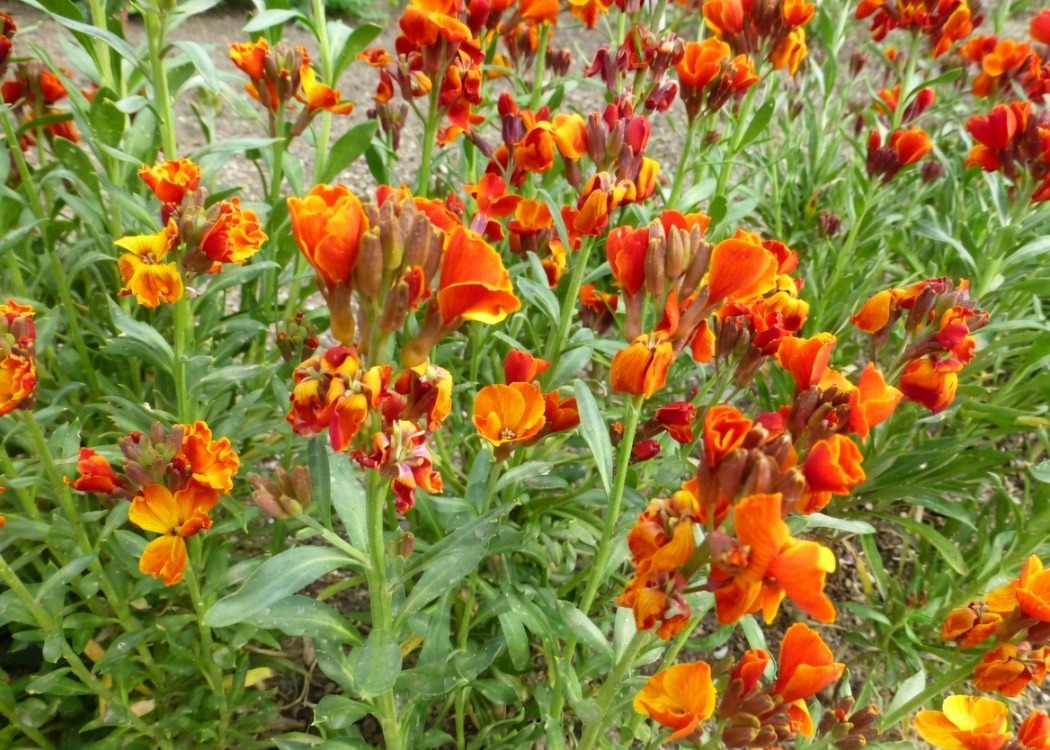 ÇALI ŞEBBOY - ERİSİMUM ‘kırmızı-turuncu’ /  Erysimum cheiri ‘Scarlet Bedder’
