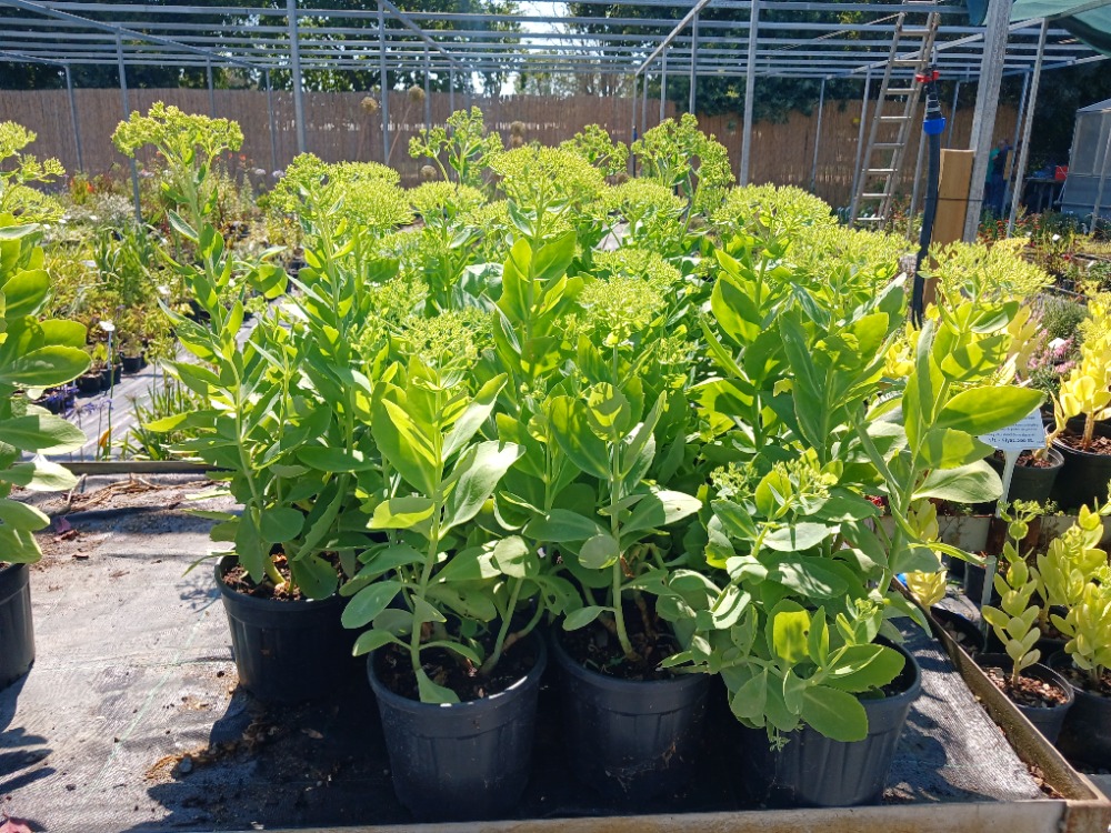 HARİKA DAMKORUĞU – HARİKA SEDUM / Sedum spectible
