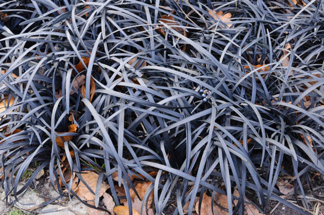SİYAH OSMANLI ÇİMİ / Ophiopogon planiscapus nigrescens