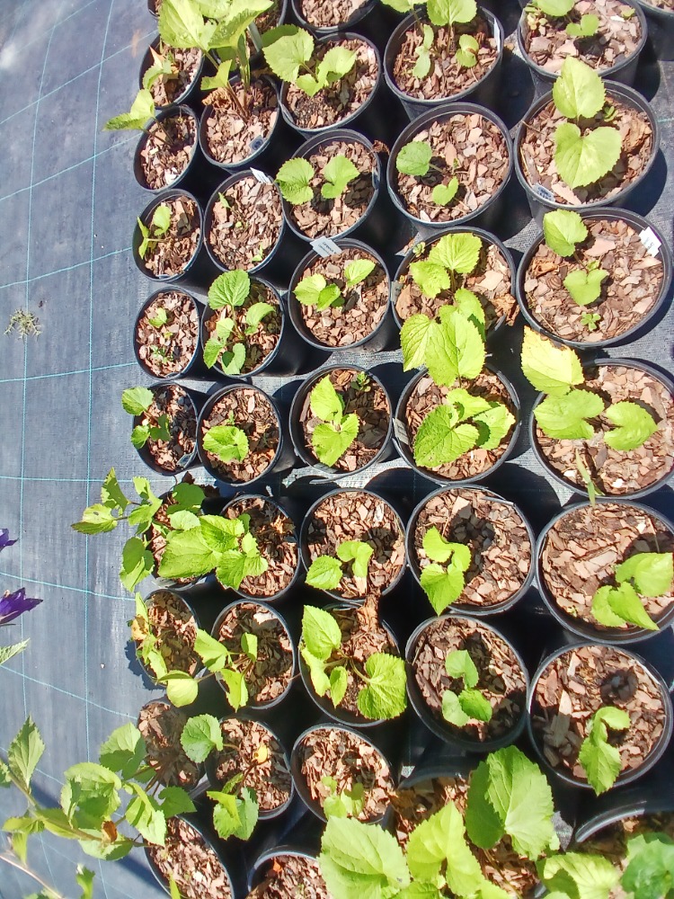 KAMPANULA ‘kent çanı’ / Campanula ‘Kent Belle’