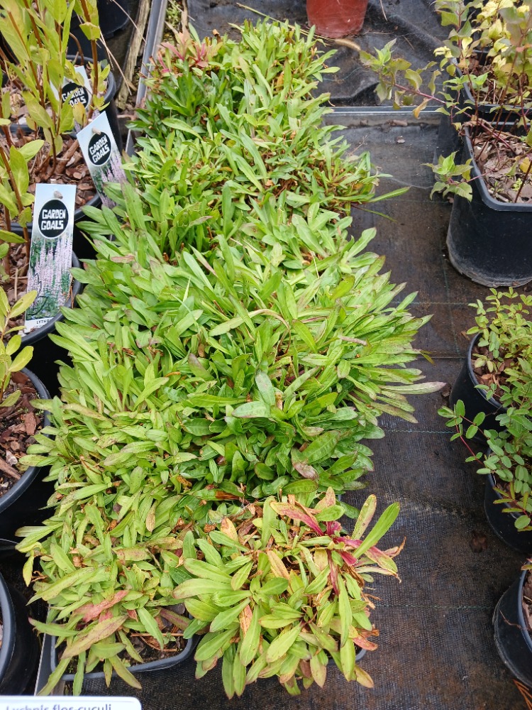 ÇAYIR LİKNİSİ / Lychnis flos-cuculi