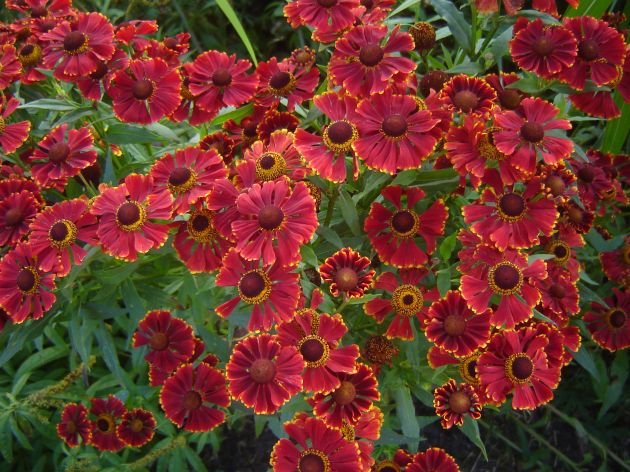 HELENYUM ‘serenat’ / Helenium ‘Serenade’