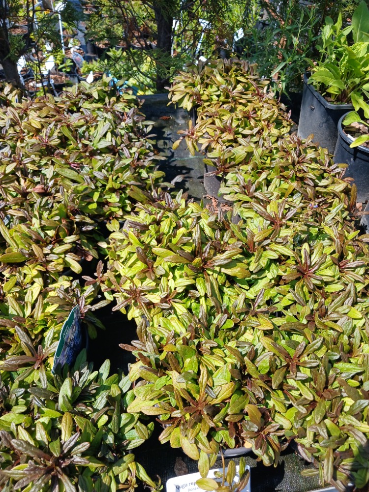 AJUKA ‘çikolata’ / Ajuga reptans ‘Choclate Chip’