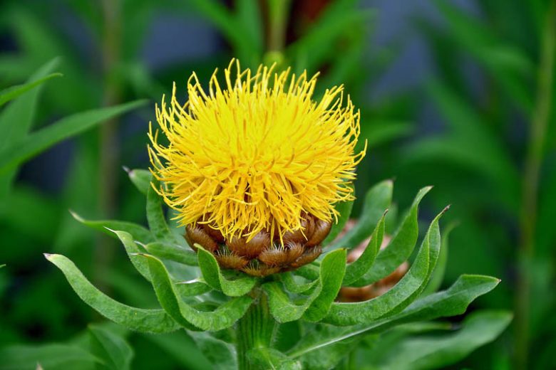 SARIBAŞ / Centaura macrocephala / *Türkiye Bitkisi