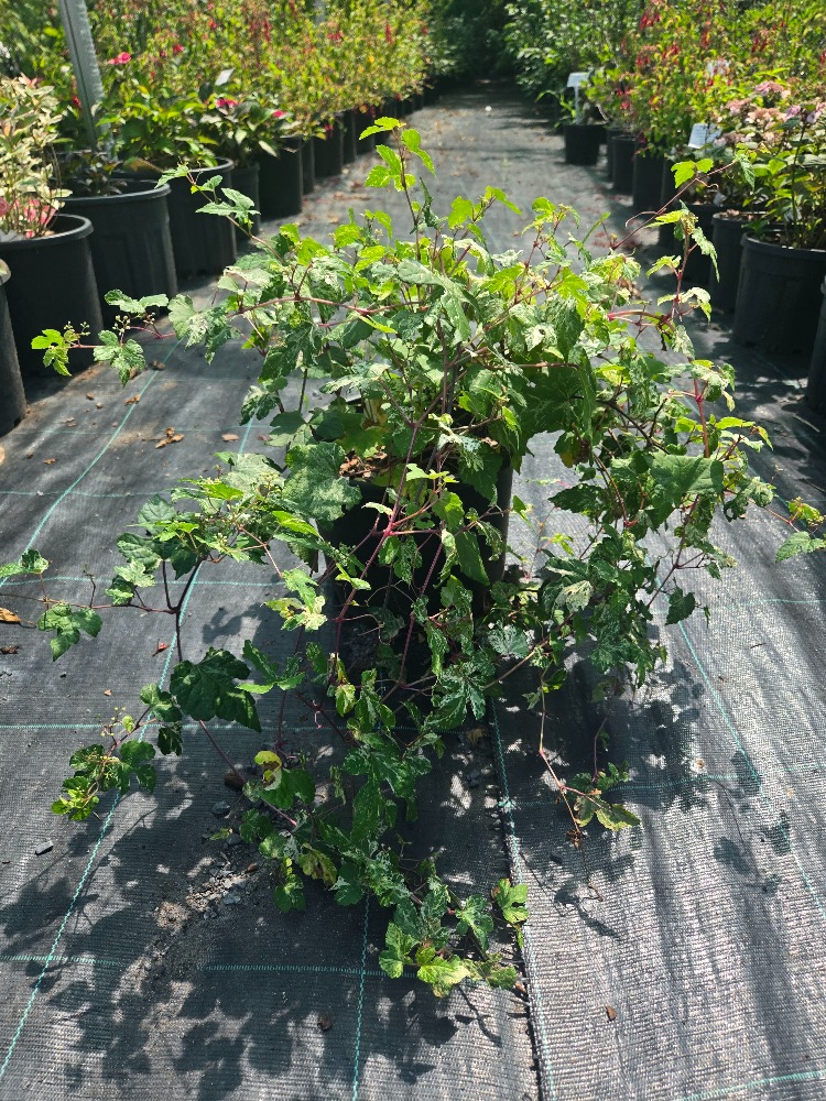 PORSELEN ASMASI / Ampelopsis glandulosa