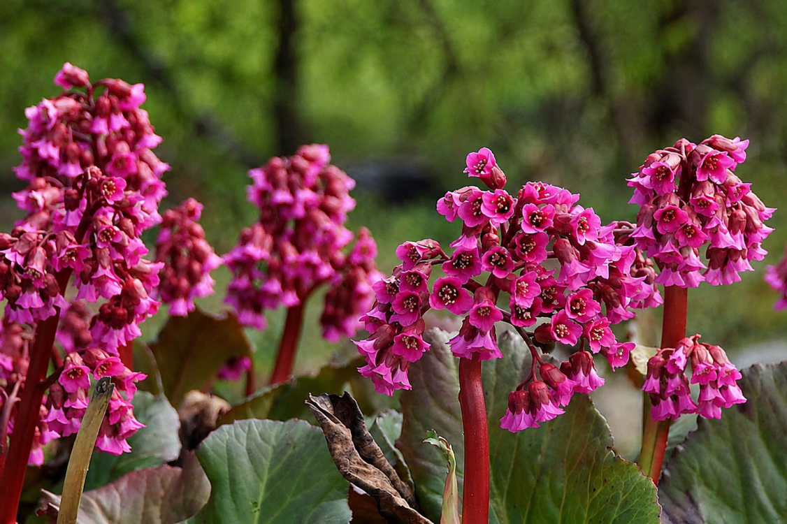 BERGENYA ‘davut’ / Bergenia ‘David’