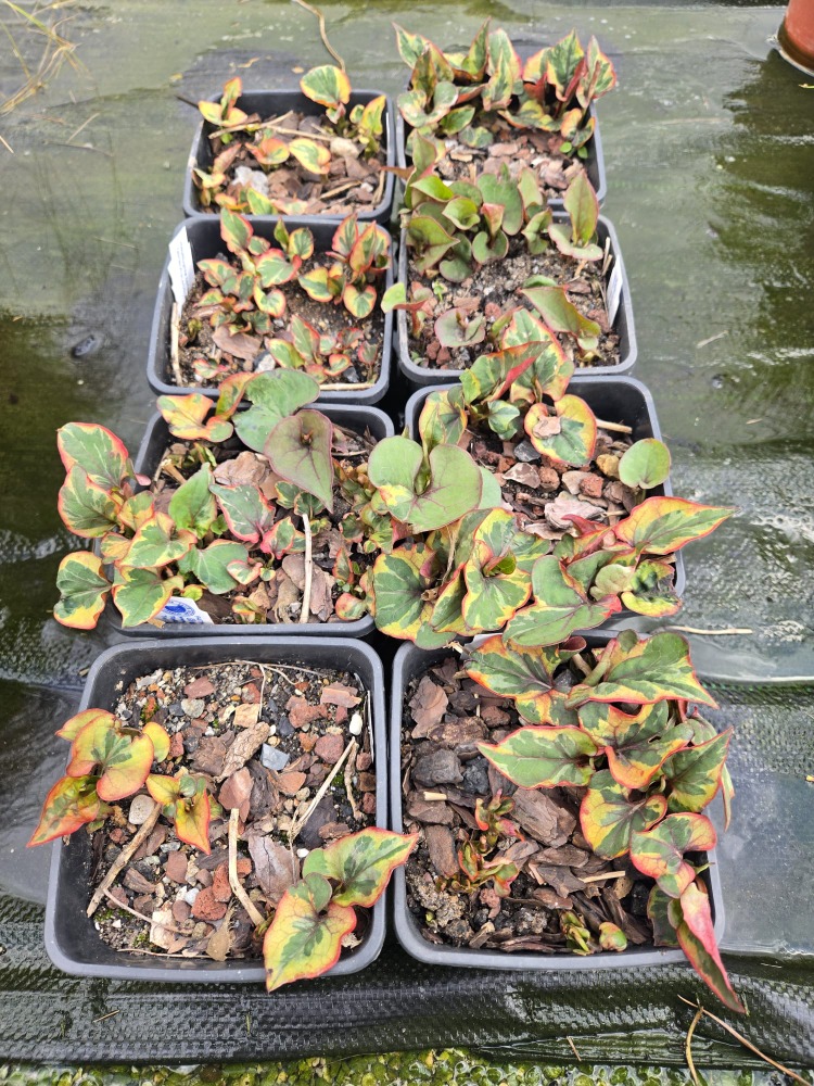 Hötünya ‘bukalemun’ / Houttuynia cordata ‘Chameleon’