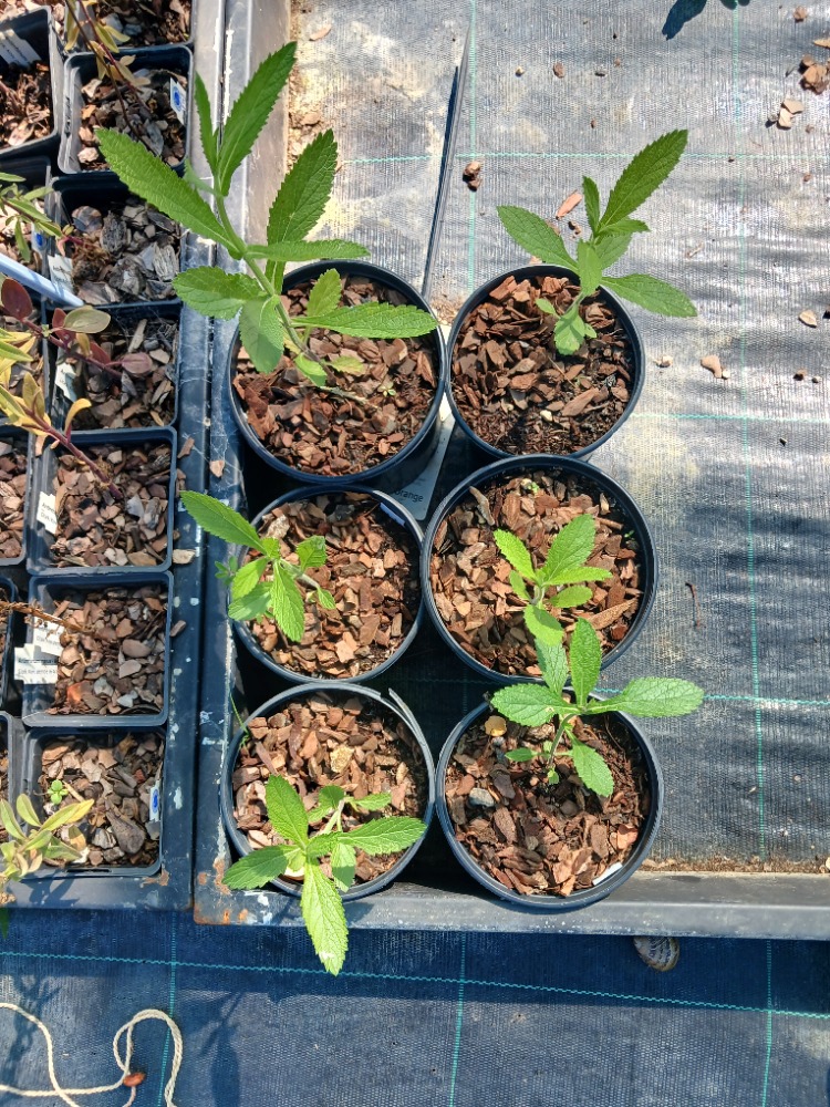 VERBENA - ÇAYIR MİNESİ /  Verbena bonariensis