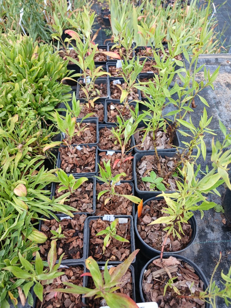 MAHMUZ ÇİÇEĞİ - SENTRANTUS ‘pembe’ / Centranthus ruber
