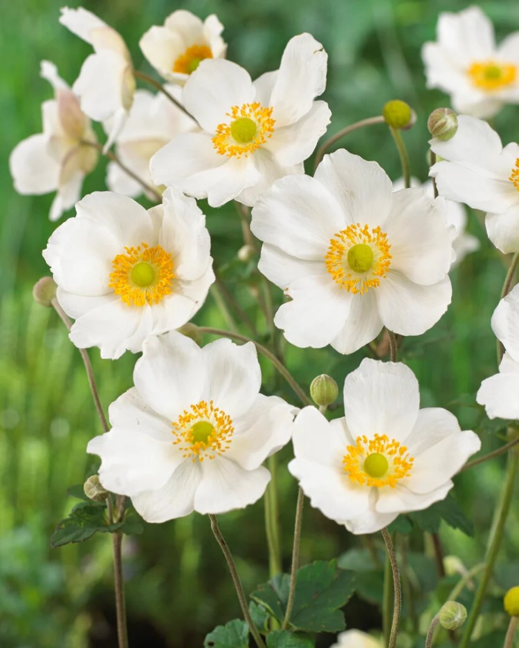 JAPON – ORMAN ANEMONU ‘onur’un kaşığı’ / Anemone ‘Honorine Jobert’
