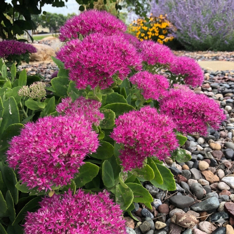 SEDUM ‘yastık sohbeti’ / Sedum intermedia ‘Pillow Talk’