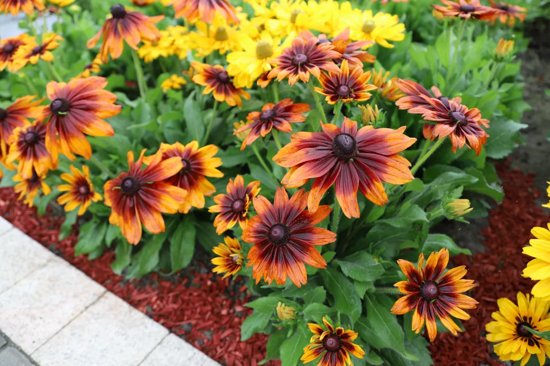KURAKÇIL RADBEKYA (Güneş Şapkası) ‘sonbahar renkleri’ / Rudbeckia hirta ‘Autumn Colors’