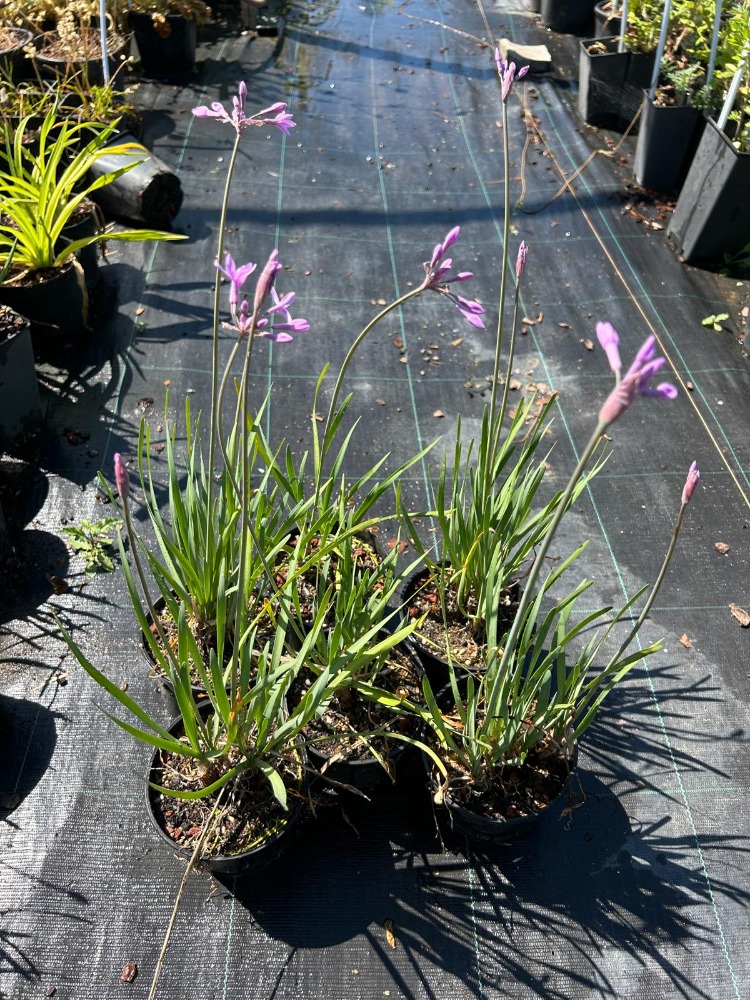 SOSYETE SARIMSAĞI / Thulbagia violacea