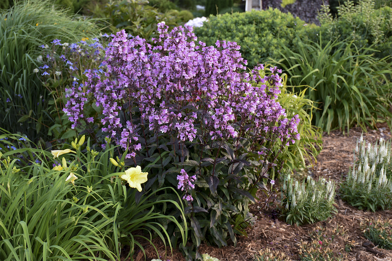 PENSTEMON ‘geceyarısı dansı’ / Penstemon ‘Midnight Musquarade’