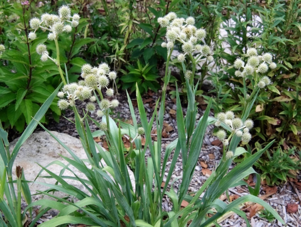 YUKA YAPRAKLI BOĞADİKENİ / Eryngium Yuccifolium