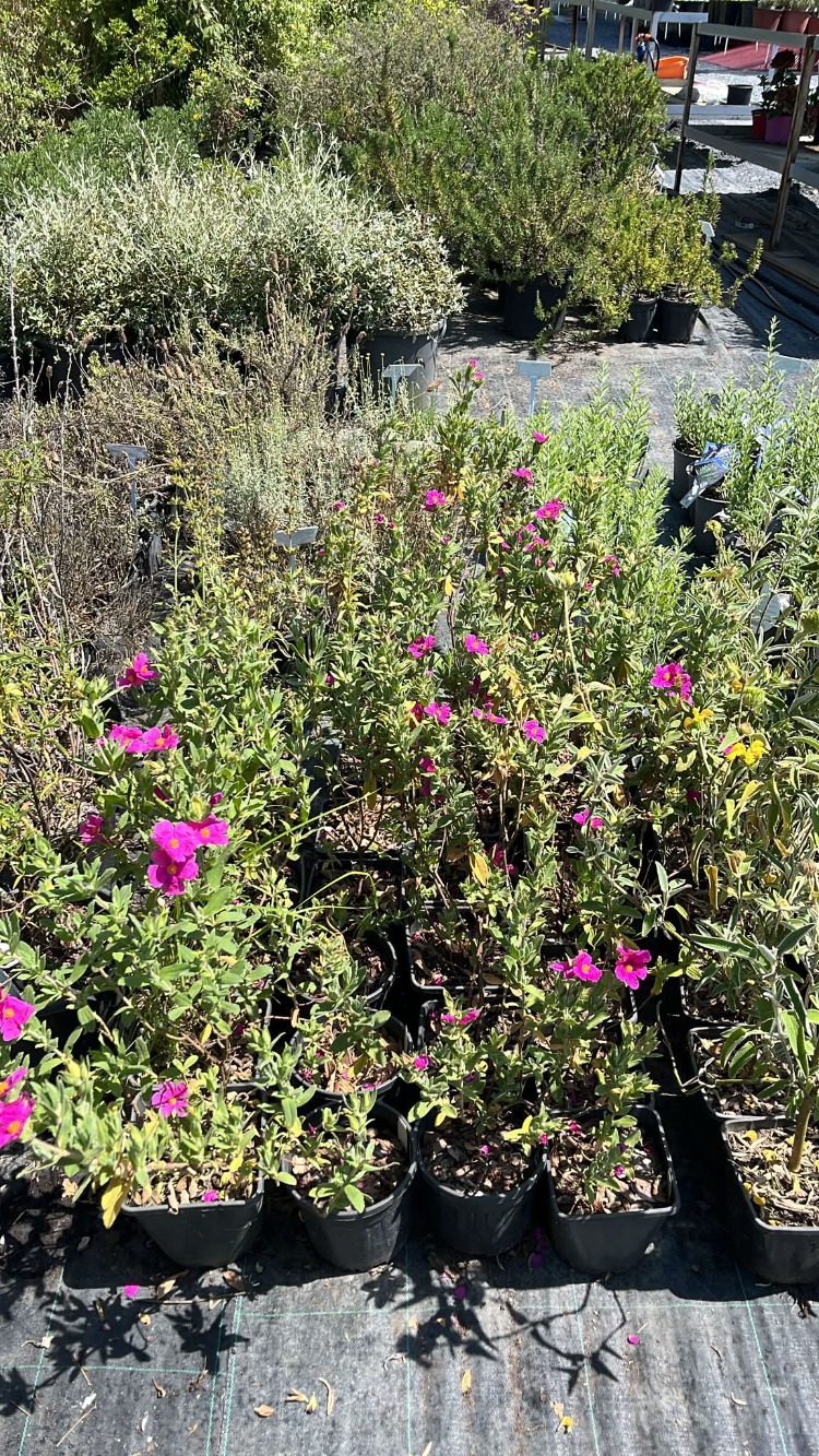 PEMBE LADEN / Cistus sp.