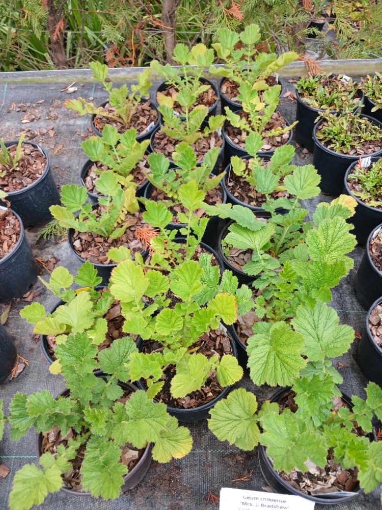 CEYUM ‘bayan bradşav’ / Geum chiloensis ‘Mrs. Bradshaw’’