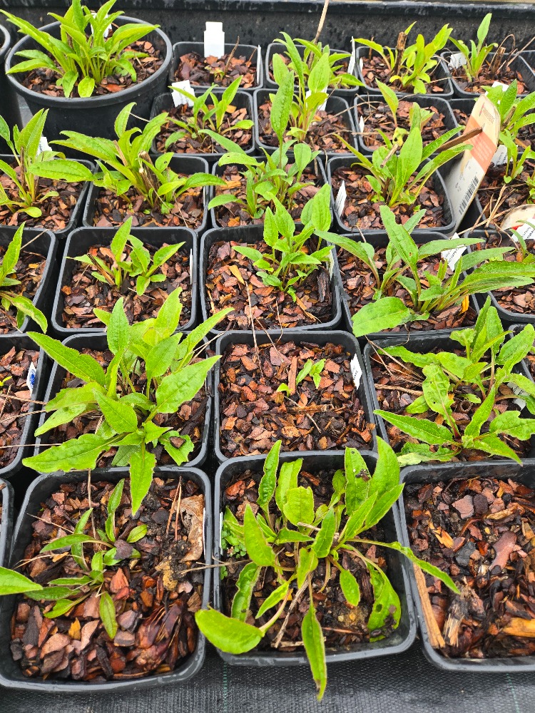 EKİNEZYA ‘lakota turuncusu’ / Echinacea purpurea ‘Lakota Orange’