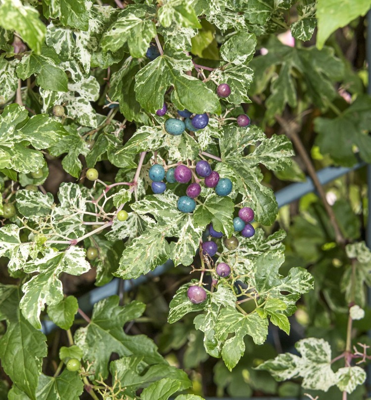 PORSELEN ASMASI / Ampelopsis glandulosa