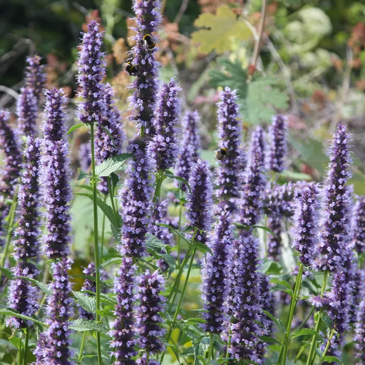 AGASTAŞ ‘karabaş’ / Agastache ‘Black Adder’ 