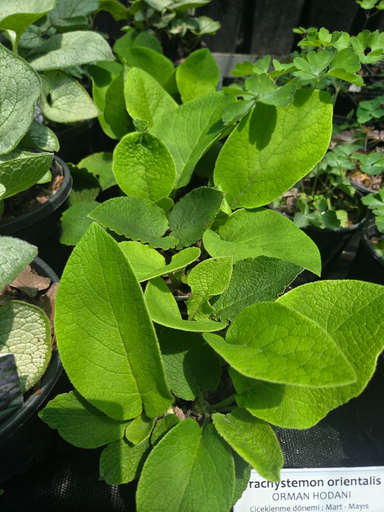 ORMAN HODANI / Trachystemon orientalis / *Türkiye Bitkisi