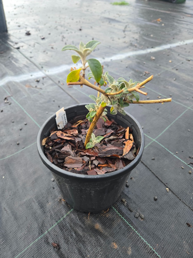 LOKİNÇ KELEBEK ÇALISI / Buddleja lochinch