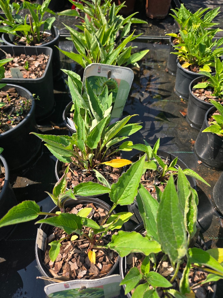 EKİNEZYA ‘yeşil fırıldak’ / Echinacea purpurea ‘Green Twister’