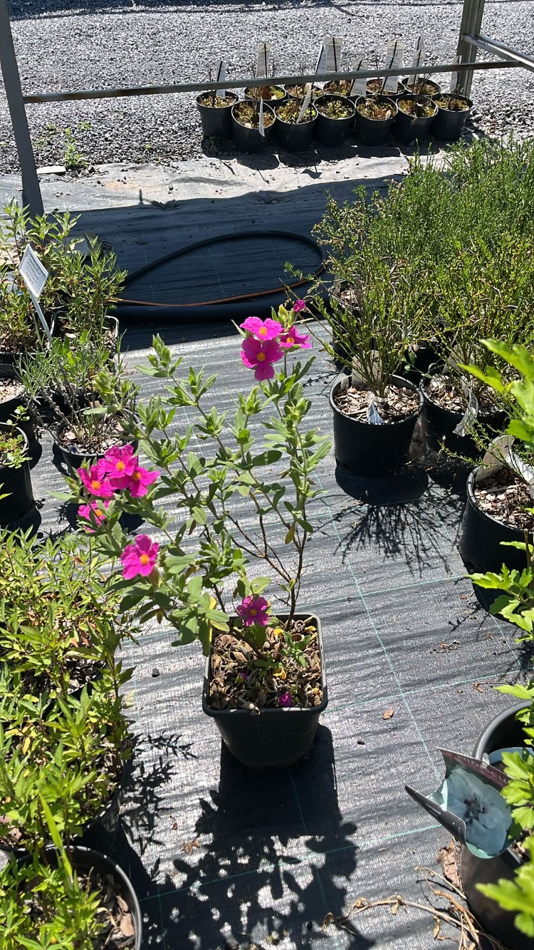 PEMBE LADEN / Cistus sp.