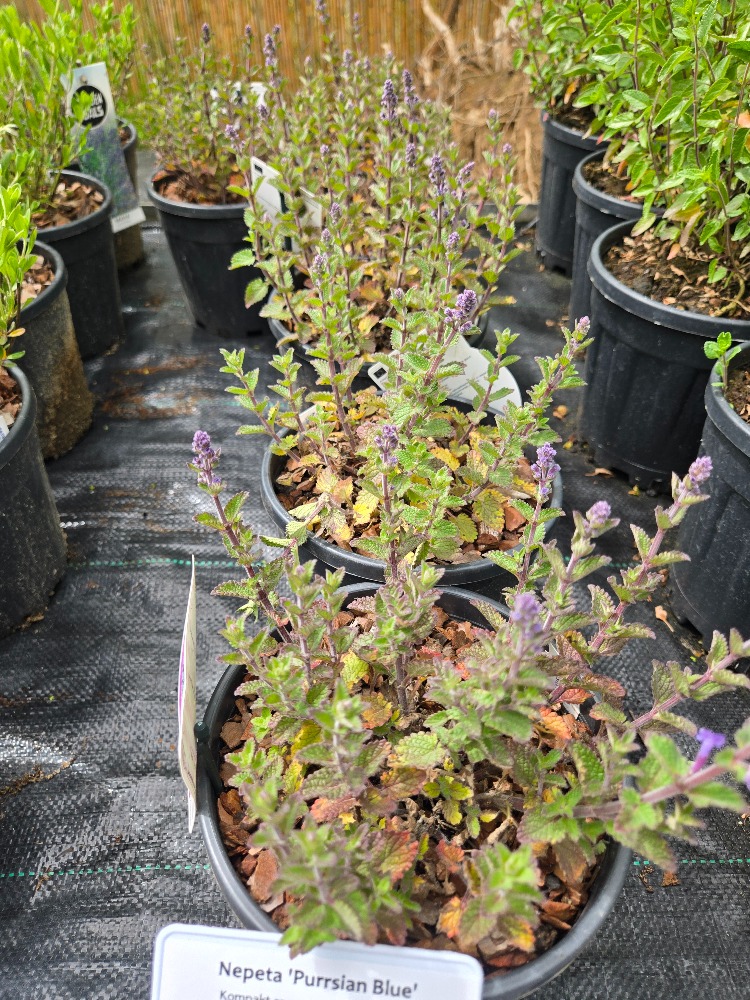 KEDİ NANESİ – NEPETA ‘kedi mavisi’ / Nepeta ‘Purrsian Blue’