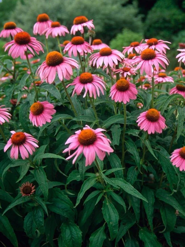 EKİNEZYA / Echinacea purpurea spp.